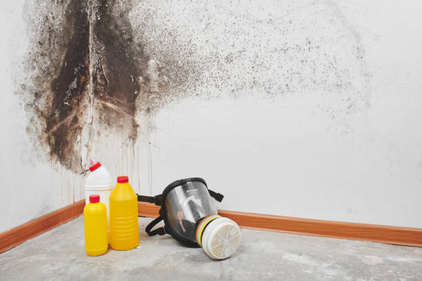 Best Local Mold Removal Service  in Independence, VA