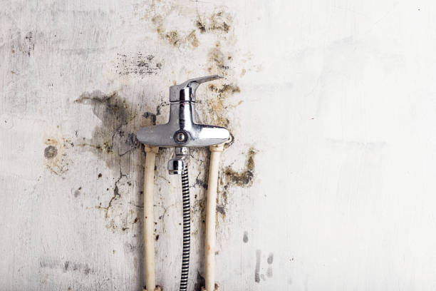 Best Mold Cleaning Services  in Independence, VA