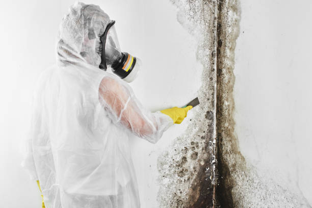 Best Mold Remediation  in Independence, VA