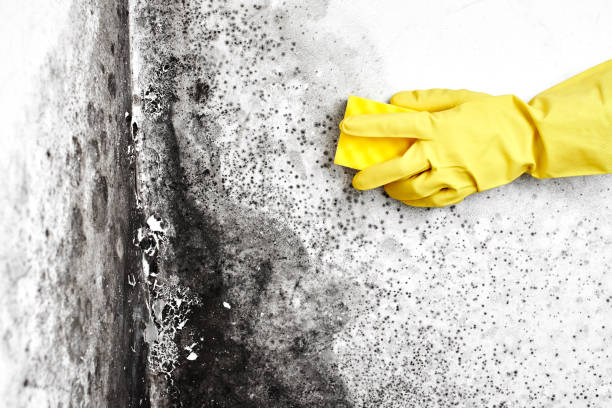 Best Office Mold Removal Services  in Independence, VA