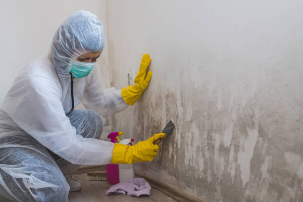 Best Attic Mold Removal  in Independence, VA