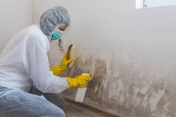 Best Mold Testing  in Independence, VA