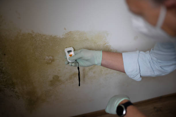 Best Affordable Mold Removal  in Independence, VA
