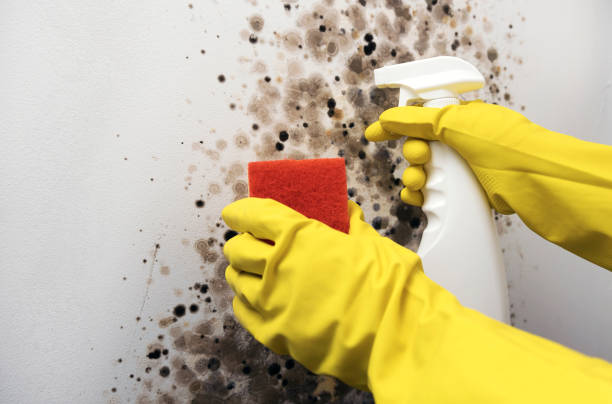 Best Black Mold Removal  in Independence, VA
