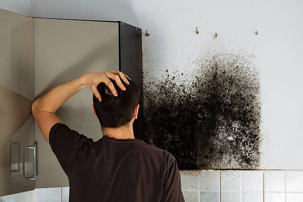 Best Residential Mold Removal  in Independence, VA