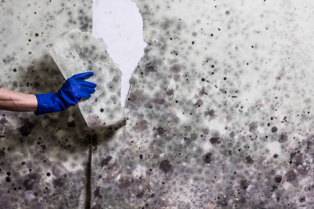 Best Fast Mold Removal  in Independence, VA